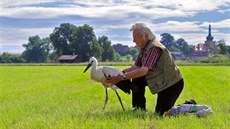 Ornitolog Dětmar Jäger vypouští mládě čápa po rekonvalescenci na louku u... Ornitolog Dětmar Jäger vypouští mládě čápa po rekonvalescenci na louku u...