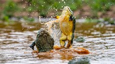 Je jednou z největších žab na světě, váží až k úctyhodným dvěma kilogramům a... Je jednou z největších žab na světě, váží až k úctyhodným dvěma kilogramům a...