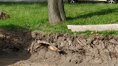 Těžká technika poškodila při rekonstrukci knihovny kořeny vzrostlých listnatých... Těžká technika poškodila při rekonstrukci knihovny kořeny vzrostlých listnatých...
