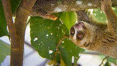 Za snímky outloňů získala olomoucká zooložka Lucie Čižmářová cenu Czech Nature... Za snímky outloňů získala olomoucká zooložka Lucie Čižmářová cenu Czech Nature...