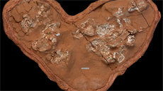 Hnízdo protoceratopse s embryi ve vejcích s měkkou skořápkou, které zkoumali autoři studie zveřejněné v červnu 2020 v časopise Nature. Hnízdo protoceratopse s embryi ve vejcích s měkkou skořápkou, které zkoumali autoři studie zveřejněné v červnu 2020 v časopise Nature.
