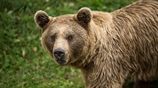 Medvěd hnědý je největším evropským predátorem. Medvěd hnědý je největším evropským predátorem.