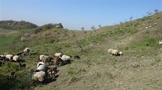 V minulosti tanky a dnes ovce a kozy pomáhají udržet na Blšanském chlumu u Loun... V minulosti tanky a dnes ovce a kozy pomáhají udržet na Blšanském chlumu u Loun...