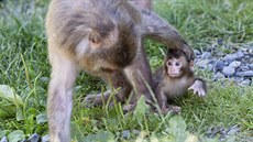 tyi mláata jsou nyní k vidní ve výbhu makak v olomoucké zoologické...