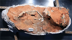 Fosilie vývojově primitivního sauropodomorfa druhu Buriolestes schultzi,... Fosilie vývojově primitivního sauropodomorfa druhu Buriolestes schultzi,...