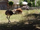 Na okraji Milíčovského lesa se nalézá minizoo. Na okraji Milíčovského lesa se nalézá minizoo.