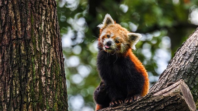 Panda červen&aacute; v Zoo Brno