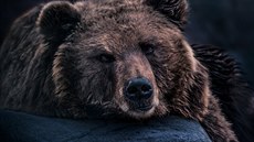 Medvěd kamčatský v Zoo Brno Medvěd kamčatský v Zoo Brno