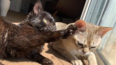 Koucourek Duo už si hraje s ostatními kočkami. Zde už po operaci nefunkčního... Koucourek Duo už si hraje s ostatními kočkami. Zde už po operaci nefunkčního...