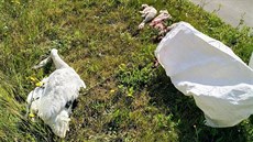 Labutí rodina zabloudila na dálnici. Pět ptáků nepřežilo srážku s autem. Labutí rodina zabloudila na dálnici. Pět ptáků nepřežilo srážku s autem.