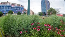 Vzrostlou zeleň je možné najít přímo v centru Plzně. Vzrostlou zeleň je možné najít přímo v centru Plzně.