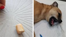 Návnady s háčkem bývají pohozené v trávě. Návnady s háčkem bývají pohozené v trávě.
