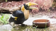Chovatelský úspěch světového významu hlásí zlínská zoo, podařilo se jí dochovat... Chovatelský úspěch světového významu hlásí zlínská zoo, podařilo se jí dochovat...