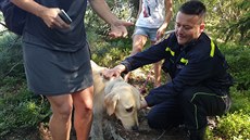 Záchrana zlatého retrívra ze skalní průrvy v Hlavňově na Broumovsku. Záchrana zlatého retrívra ze skalní průrvy v Hlavňově na Broumovsku.