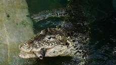 Krokodýli kubánští. Jediným jejich zájmem je uchvácení kořisti a nejinak je... Krokodýli kubánští. Jediným jejich zájmem je uchvácení kořisti a nejinak je...