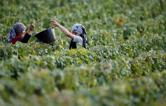 Sklize na vinici Chateau Haut-Brion v Pessacu, poblí Bordeaux (10. záí 2020)