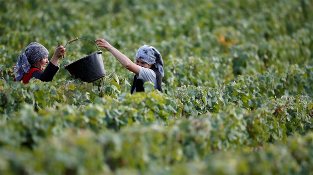 Sklize na vinici Chateau Haut-Brion v Pessacu, pobl Bordeaux (10. z 2020)