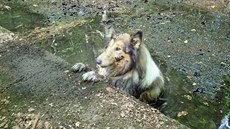 Kolie nemohla vylézt z bažiny. Kolie nemohla vylézt z bažiny.