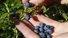 Pořád ještě se dají borůvky nasbírat i v lese. Zpracovat je můžete čerstvé, lze... Pořád ještě se dají borůvky nasbírat i v lese. Zpracovat je můžete čerstvé, lze...