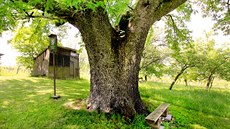 Teplomilná oskeruše překvapí nejen svou rozložitou korunou, ale také hojností,... Teplomilná oskeruše překvapí nejen svou rozložitou korunou, ale také hojností,...