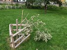 Za pár dní tomu bude přesně rok, kdy neznámý vandal fatálně dvakrát zlomil kmen vzácného dubu taborského (Quercus macrolepis) vysazeného 28. října 2018 pražskými zahradníky. Škoda byla odhadnuta na 75 tisíc Kč. Policie případ odložila pro důkazní nouzi.
Za pár dní tomu bude přesně rok, kdy neznámý vandal fatálně dvakrát zlomil kmen vzácného dubu taborského (Quercus macrolepis) vysazeného 28. října 2018 pražskými zahradníky. Škoda byla odhadnuta na 75 tisíc Kč. Policie případ odložila pro důkazní nouzi.