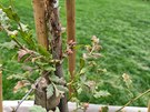 Za pár dní tomu bude přesně rok, kdy neznámý vandal fatálně dvakrát zlomil kmen vzácného dubu taborského (Quercus macrolepis) vysazeného 28. října 2018 pražskými zahradníky. Škoda byla odhadnuta na 75 tisíc Kč. Policie případ odložila pro důkazní nouzi.
Za pár dní tomu bude přesně rok, kdy neznámý vandal fatálně dvakrát zlomil kmen vzácného dubu taborského (Quercus macrolepis) vysazeného 28. října 2018 pražskými zahradníky. Škoda byla odhadnuta na 75 tisíc Kč. Policie případ odložila pro důkazní nouzi.