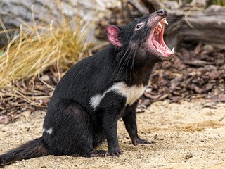 Zdarma rodinné vstupenky do Zoo Praha. Přijďte nově na tasmánské čerty
