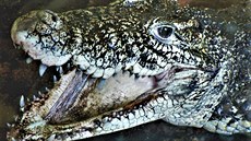 Krokodýlí ZOO Protivín zachraňuje vzácné krokodýly kubánské Krokodýlí ZOO Protivín zachraňuje vzácné krokodýly kubánské