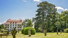 Nejmohutnější borovice černá v České republice stojí u vstupu do zámeckého... Nejmohutnější borovice černá v České republice stojí u vstupu do zámeckého...