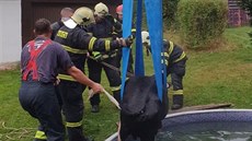 V Mařenicích - Dolní Světlé spadl do bazénu mladý býk. V Mařenicích - Dolní Světlé spadl do bazénu mladý býk.