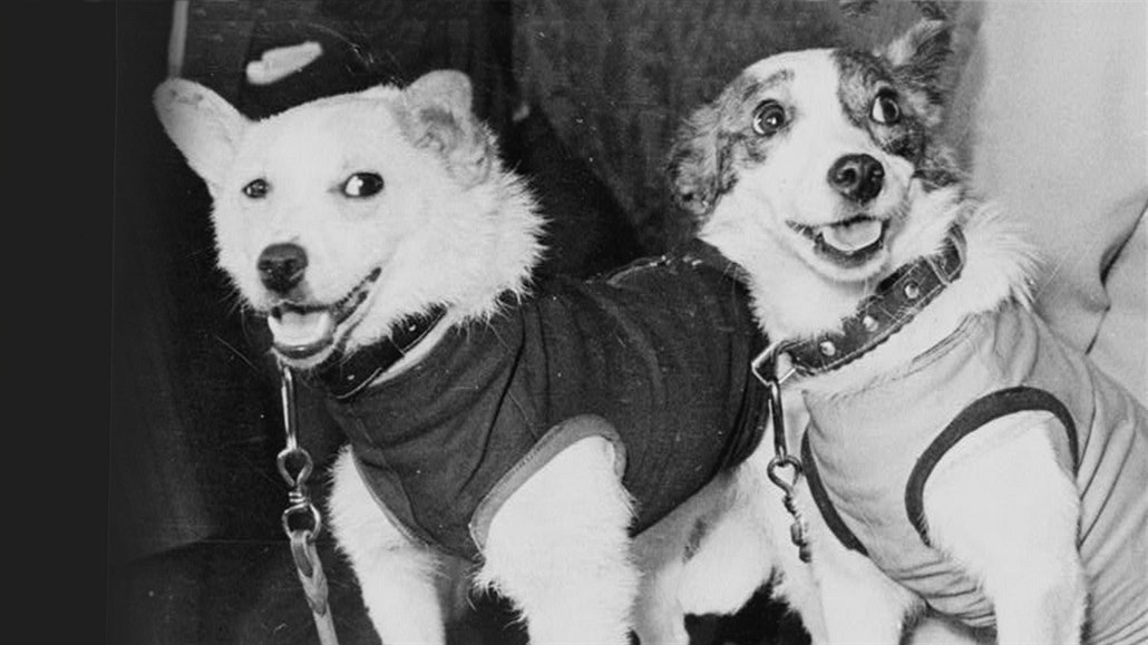 Statené psí kosmonautky Blka a Stelka na 80 let starém snímku z doby, kdy se...