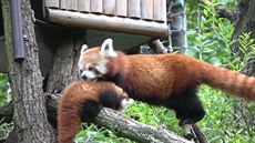 Panda červená ukázala poprvé mládě Panda červená ukázala poprvé mládě