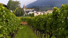 Vinice v lichtenštejnském hlavním městě Vaduz. (21. srpna 2020) Vinice v lichtenštejnském hlavním městě Vaduz. (21. srpna 2020)