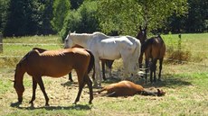 Šest koní, kteří byli chováni v nevyhovujících podmínkách, odebrali zástupci... Šest koní, kteří byli chováni v nevyhovujících podmínkách, odebrali zástupci...