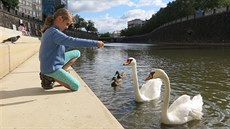 Samice, která jako jediná přežila pokus přejít spolu s partnerem a mláďaty přes... Samice, která jako jediná přežila pokus přejít spolu s partnerem a mláďaty přes...
