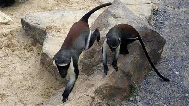 Takto zachytila uprchlky nvtvnice zoo. Kokodany Dianiny chov ostravsk zoo od roku 1975