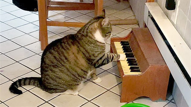 Hladov kocour Winslow hraje na piano.