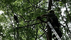 Hasiči zachránili uvázlého dravce na stromě na Vsetínsku. (5. září 2020) Hasiči zachránili uvázlého dravce na stromě na Vsetínsku. (5. září 2020)