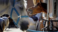 Koně v jezdeckém klubu v Les Yvelines nedaleko Paříže, který se stal jedním z... Koně v jezdeckém klubu v Les Yvelines nedaleko Paříže, který se stal jedním z...