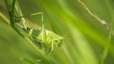 Kdy samec kobylky zelené pivábí samiku, páení trvá tém hodinu.