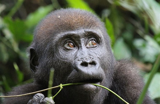 Mlád gorily níinné v národním parku Nouabalé Ndoki v Demokratické republice...