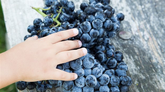 ilustrační snímek