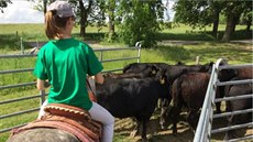 Skot se pase celoročně na pastvinách Vysočiny. Skot se pase celoročně na pastvinách Vysočiny.