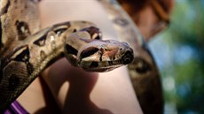Hroznýš královský (Boa constrictor) Hroznýš královský (Boa constrictor)