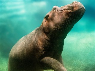 Hroši v pražské Zoo Hroši v pražské Zoo