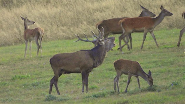 Začíná jelení říje.