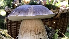 Houbaří se od Aše po Beskydy a hřiby opravdu rostou, jak potvrzují desítky... Houbaří se od Aše po Beskydy a hřiby opravdu rostou, jak potvrzují desítky...