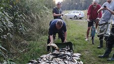 Rybái z eky Bevy vytáhli ohromné mnoství mrtvých ryb. (záí 2020)