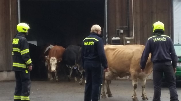 Hasii vyvdj dobytek ze sousednho kravna do vzdlenjho objektu (30.9.2020).