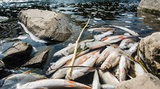 Rybái doposud vypustili do eky Bevy v úseku otráveném kyanidy tisíce ryb. Na snímku jde o roní parmy.